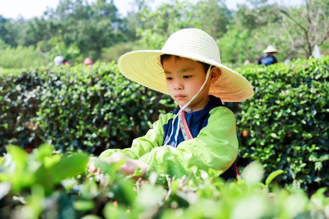 五一假期有安排了嗎？快來(lái)體驗(yàn)采茶制茶品茶樂(lè)趣