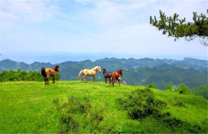 鄉村旅游