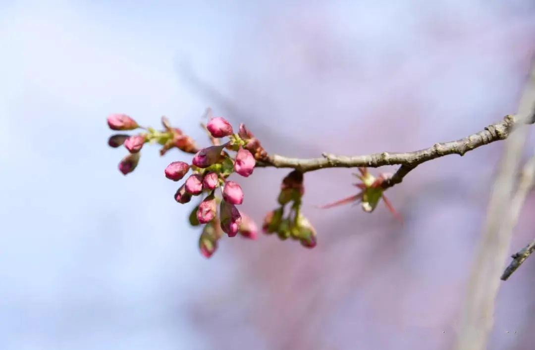 紅河太平湖森林小鎮櫻花