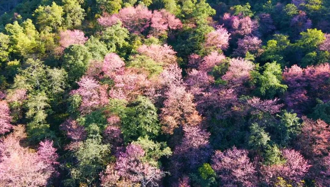 保山施甸櫻花