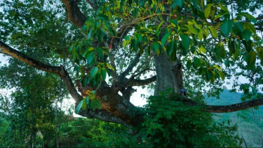 萬(wàn)物競(jìng)萌植物園：一場(chǎng)關(guān)于自然與生命的奇妙探索